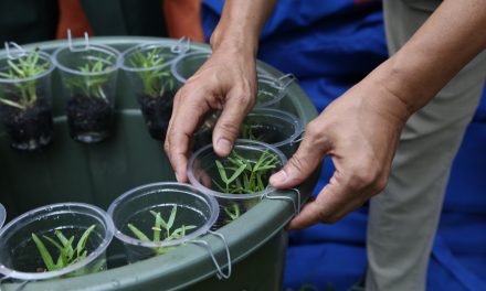 Budikdamber, Kiat Berkebun dan Budidaya Ikan di Lahan Terbatas Selama Pandemi Covid-19