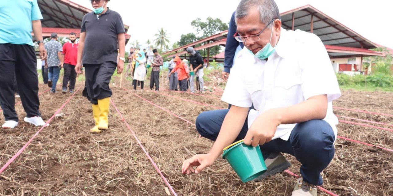 Tingkatkan Ketahanan Pangan Kota Payakumbuh, Wako Riza Tanam Jagung di Lahan Tidak Produktif