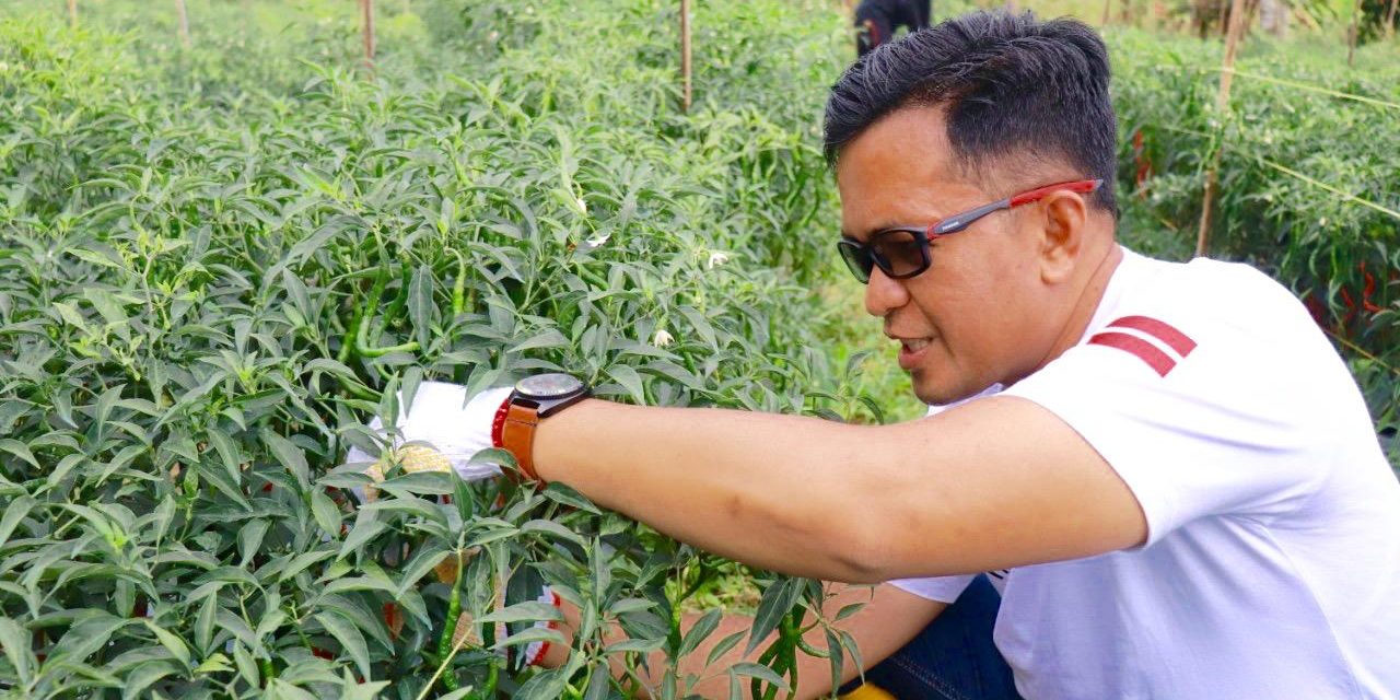 Panen Cabe Bersama Komunitas Hijau, Wawako Harap Agar Semakin Banyak Pemuda Yang Mau Bertani