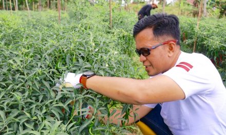 Panen Cabe Bersama Komunitas Hijau, Wawako Harap Agar Semakin Banyak Pemuda Yang Mau Bertani