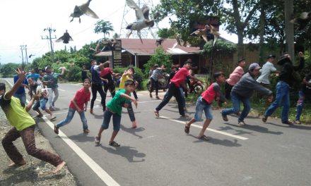 Pacu Itiak, Ditetapkan Sebagai Warisan Budaya Tak Benda Indonesia, Simak Sejarahnya