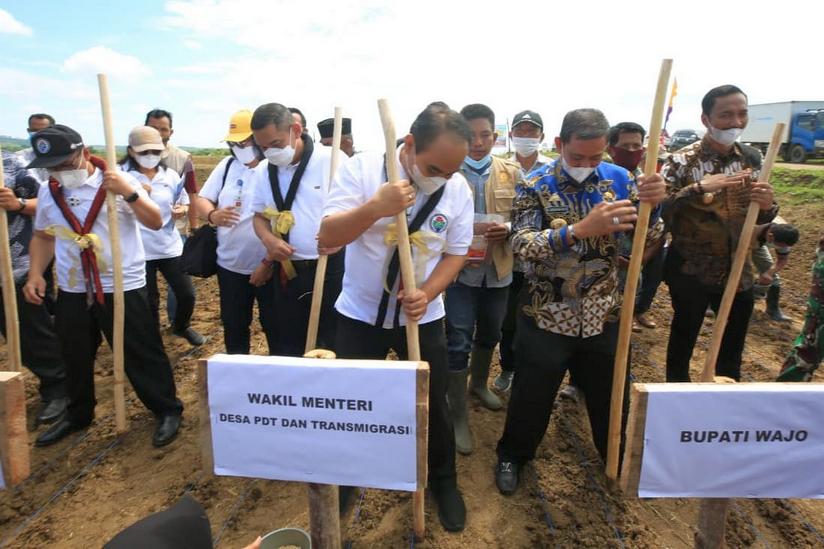 Wamendes Budi Arie Tanam Padi Organik di Wajo