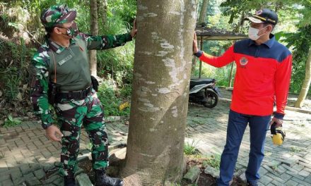 Menyapa Pohon, Mengenang Timtim