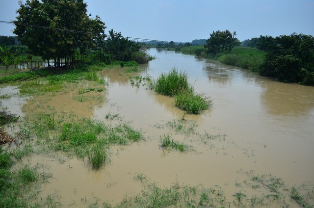 Kali Lamong Meluap, Sembilan Desa di Gresik Terendam Banjir