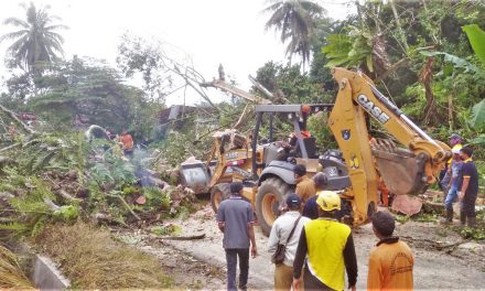 Gerak Cepat Pemko Payakumbuh Atasi Pohon Beringin Besar Tumbang Melintang Ke Jalan