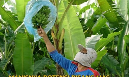 Manisnya Potensi Pisang Mas Tanggamus