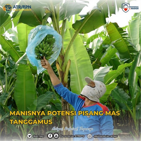 Manisnya Potensi Pisang Mas Tanggamus