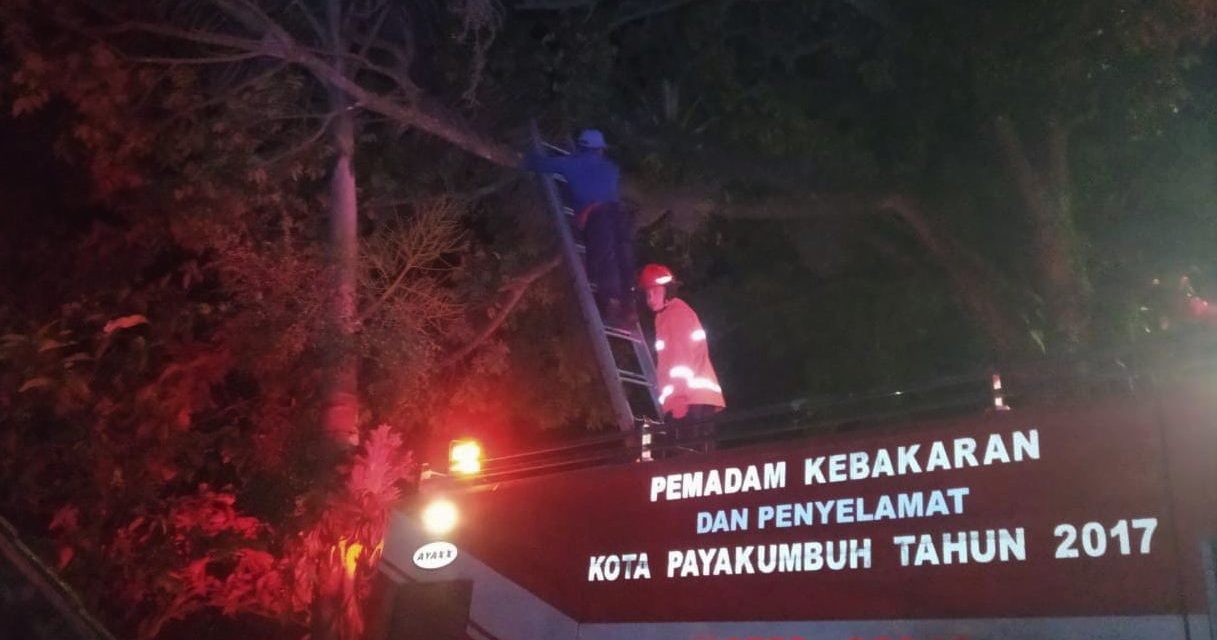 Mantap, Sarang Tawon Di Depan SPBU Ngalau Dibasmi Damkar Payakumbuh