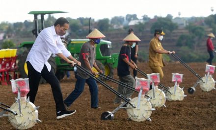 Presiden Jokowi Berharap Kebutuhan Jagung Nasional Tercukupi