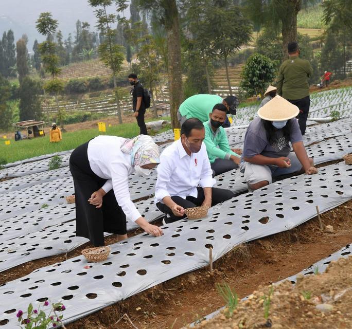 Tanam Bawang dengan Petani, Presiden Harap Produktivitas dan Pendapatan Petani Meningkat