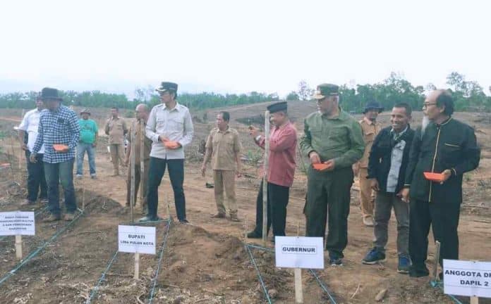 Swasembada Jagung, Mahyeldi Dan Safaruddin Tanam Perdana