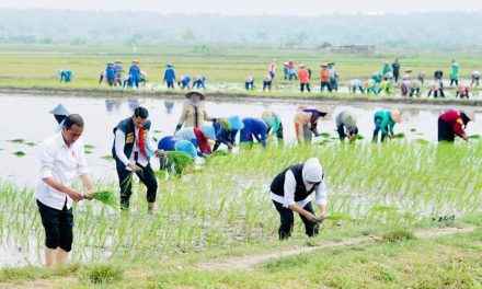 Tanam Padi Bersama Petani di Tuban, Presiden Apresiasi Penggunaan Pupuk Organik