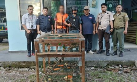 Gakkum KLHK Tangkap Penjual Burung Dilindungi Di Sumatera Selatan