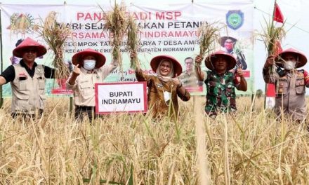 Berkat Bupati Nina Agustina Padi MSP Berkembang Pesat di Indramayu