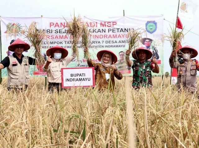 Berkat Bupati Nina Agustina Padi MSP Berkembang Pesat di Indramayu