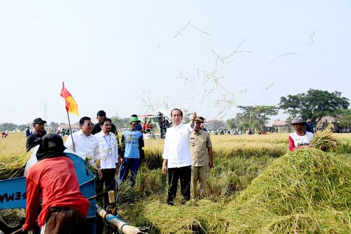 Panen Raya di Subang, Presiden: Diharapkan Tambah Cadangan Beras Kita