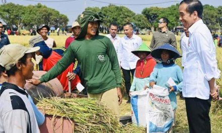 Panen Raya di Indramayu, Presiden Pastikan Produksi Padi Baik