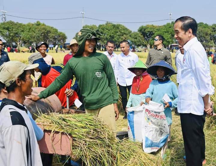 Panen Raya di Indramayu, Presiden Pastikan Produksi Padi Baik