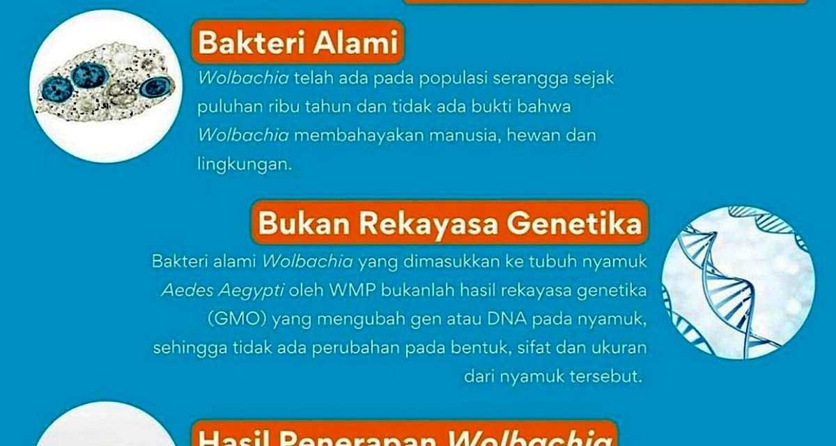 Inovasi Wolbachia Efektif Turunkan Kasus DBD